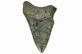 Bargain, Fossil Megalodon Tooth - South Carolina #165412-1